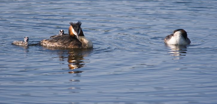 Female and male  Great Crested Grebe with two fluffy, striped young grebe