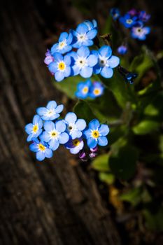 Nearly forgotten blooming little Forget-me-not found in small corner 