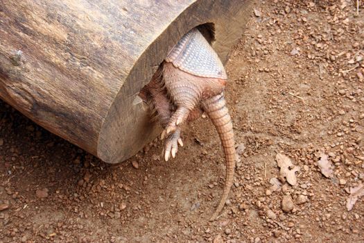 An armadillo in a hollowed out log from the backside.