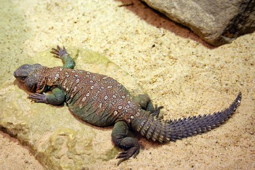 A shot of a lizard close up.  Good detail.