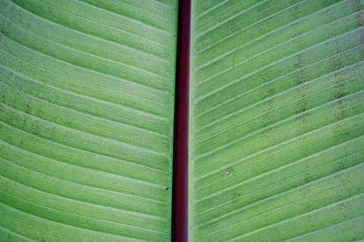 A nice plant pattern for a background.