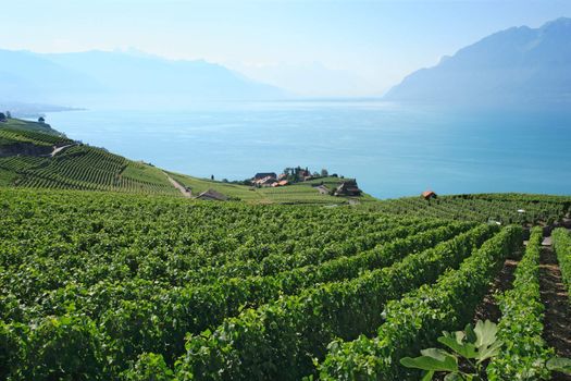 Vineyards in Switzerland on Lake Geneva