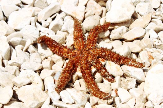 brown sea star sitting on stoned beach