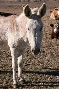 A donkey on a farm.  There is a herd of cows in the background.