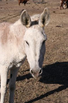 A donkey on a farm.