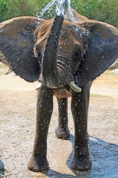 an elephant playing in the water and splashing it on himself
