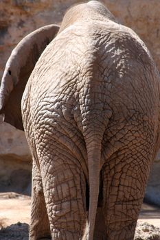 An elephant's back side close up.