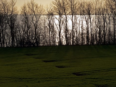 Green field, trees and beautiful sunset nature landscape background