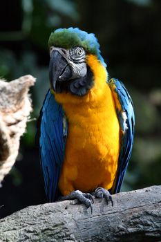 A blue and yellow macaw.  Great detail.