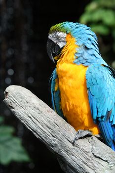 A very colorful, friendly and playful Macaw.