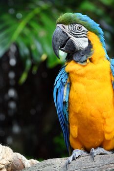 A very colorful, friendly and playful Macaw.