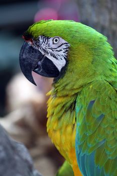 A very colorful, friendly and playful Macaw.