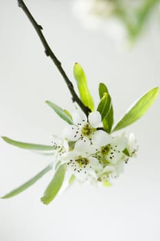 Blossom on pear tree on april morning with water in background