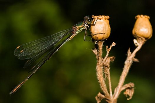 Green emerald damselfly resting after hunting flight