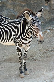 A clean shot of a zebra waiting for his picture.