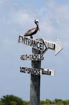 a pelican sits on top of a sign in the bay