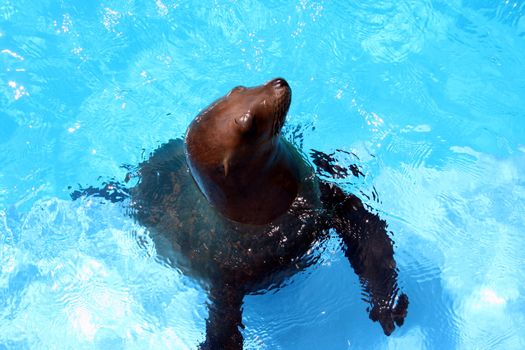 A sea lion comes up for food.