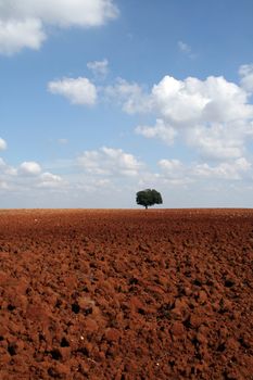 alentejo landscape with tree and blue sky