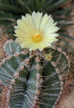 Spiny cactus and yellow flowers in the garden.