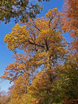 Autumn fall in the park tall trees with colorful leaves