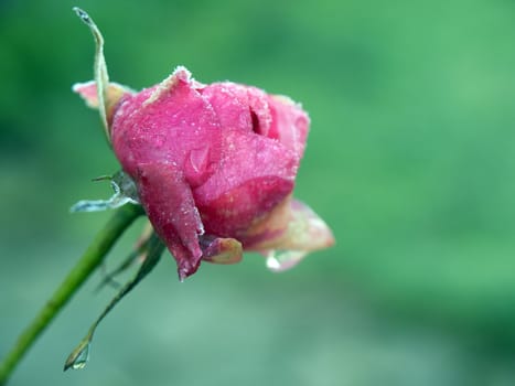 Closeup of a pink rose covered with frost on a green background