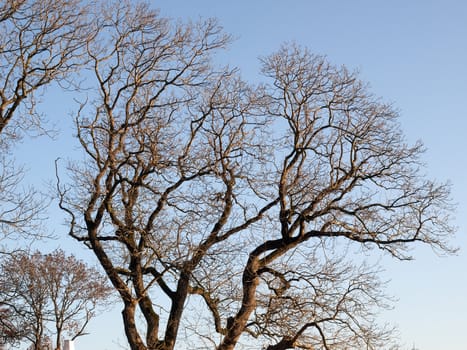 Tree in winter devoid of leaves set against clear sky background.