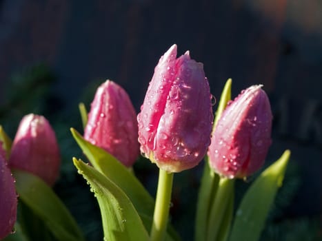 Tulips with fresh water droplets Valentine's Day romance 