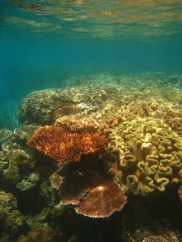 Underwater Scene of Great Barrier Reef in Queensland, Australia