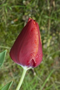 Closed Red Tulip on a Tuscan Garden, Italy