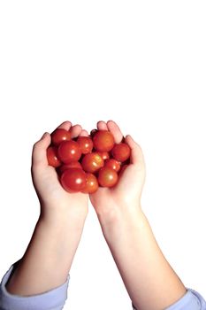 big handfull of ripe organic farm tomatoes with a clipping path