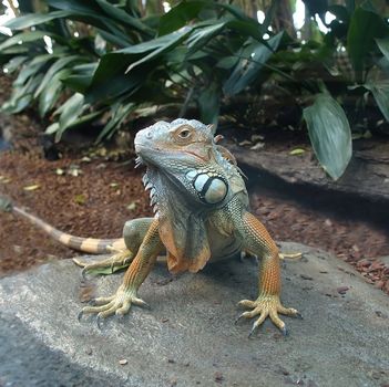 An australian bearded lizard