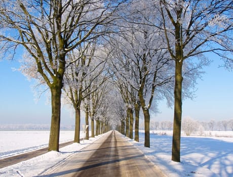nice car view of road with blue snow landscape with lane of trees