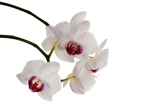 beautiful white orchid flowers on a white background