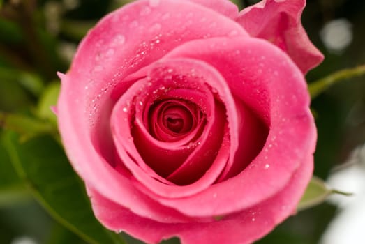 Closeup view of the inside of a single rose