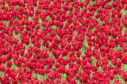 Colorful tulip flowers in Spring