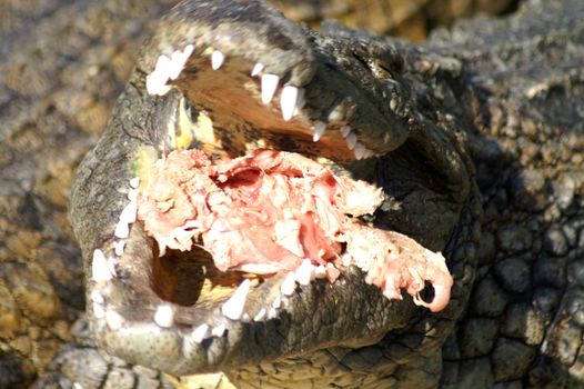 alligator eating in the jungle