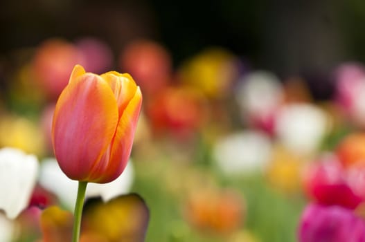 Colorful tulip flowers in Spring