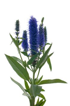 Veronica flowering spikes, isolated on white background.