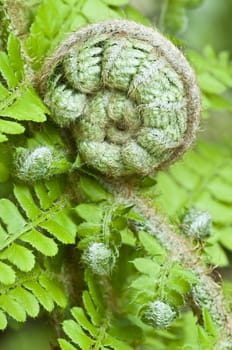 Closeup of a green fern bud