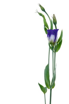 Beautiful violet flower isolated on white.