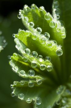 Closeup of dew drops on a leaf edge