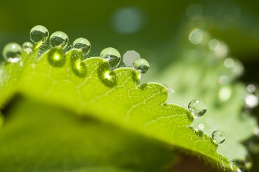 Closeup of dew drops on a leaf edge