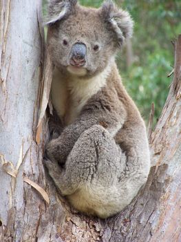 a koala nestled between branches in a tree