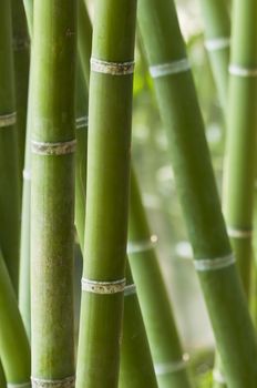 Closeup of a green bamboo forest 