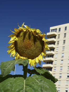 A huge sunflower in an urban setting