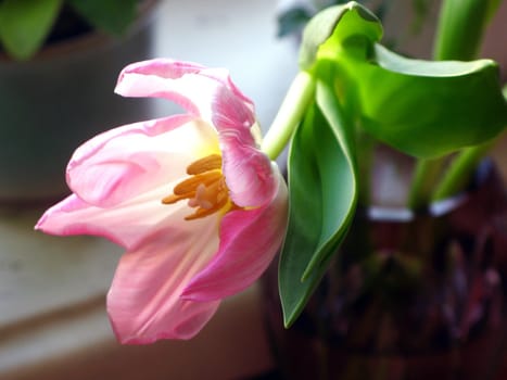 Pink tulip with green leaves