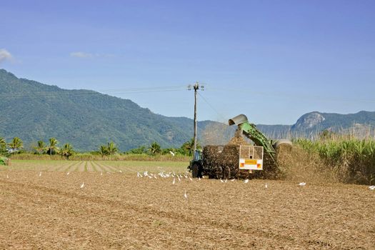 A photo of sugar cane harvest in Tropical Queensland, Australia