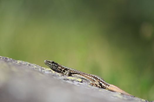 lizard in the natura