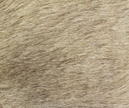 A closeup image of kangaroo fur. Great for texture, background or wallpaper.