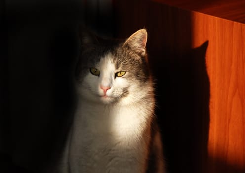 White gray cat indoor in light and shadow